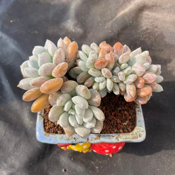 450.Echeveria 'Bodhi Seed'