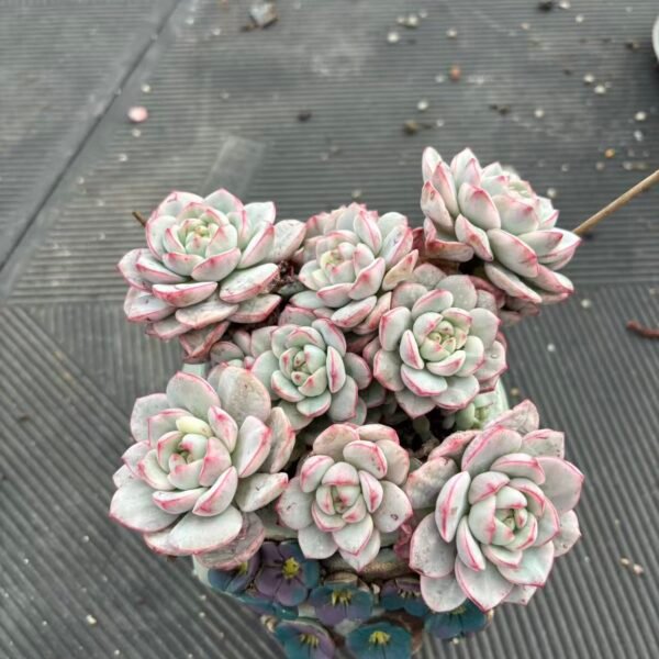 215. x Sedeveria 'Pudgye'