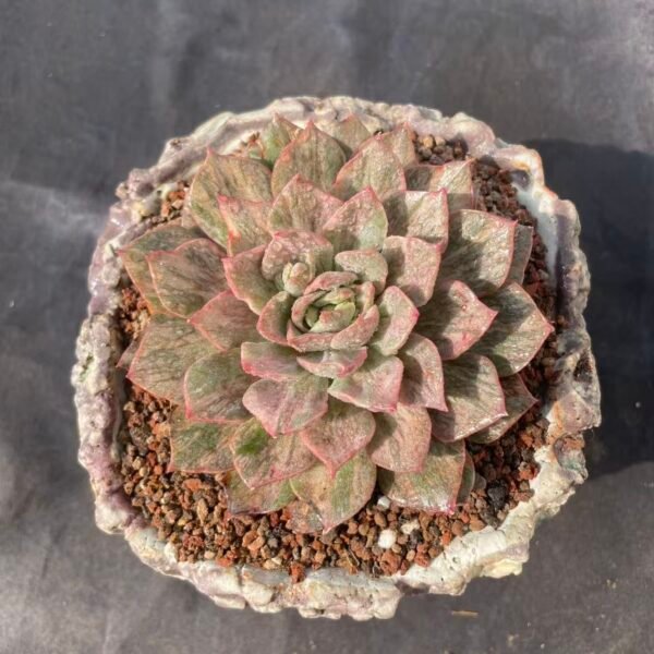 359. Echeveria 'Madame Rose Variegata'