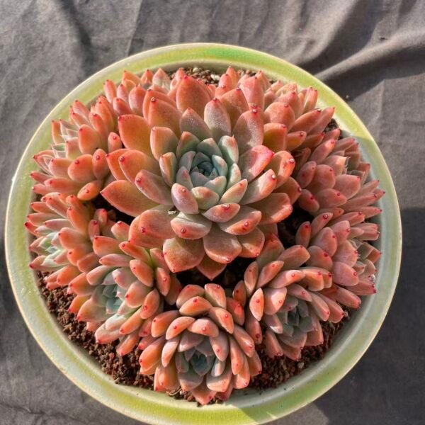 321. Echeveria 'Alba beauty'