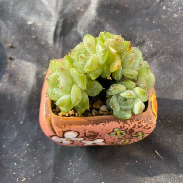 431. Echeveria 'Lv Shui Gui Duo Duo Cristata'