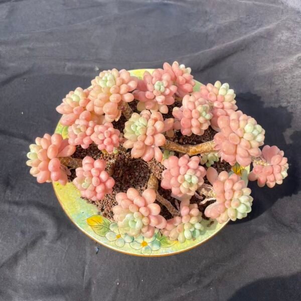 353. Crassula portulacea