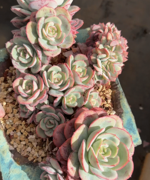 197. Echeveria 'Pantaoxianzi'