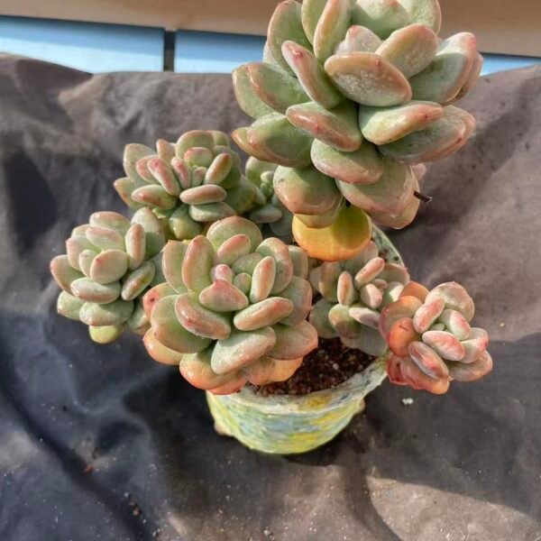 471.Echeveria 'Ariel' (Hybrid)