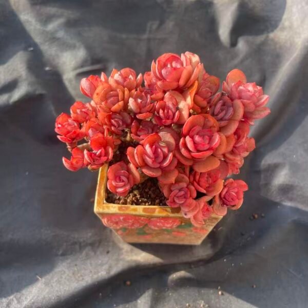 391.Echeveria 'Elegant Beauty'