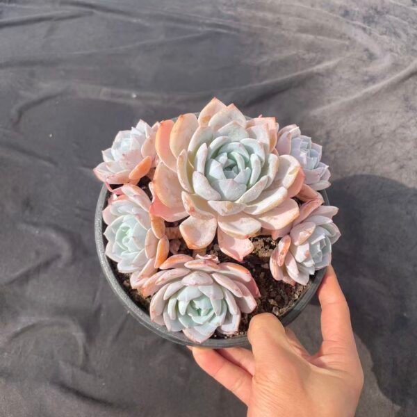 354. Echeveria White Tea