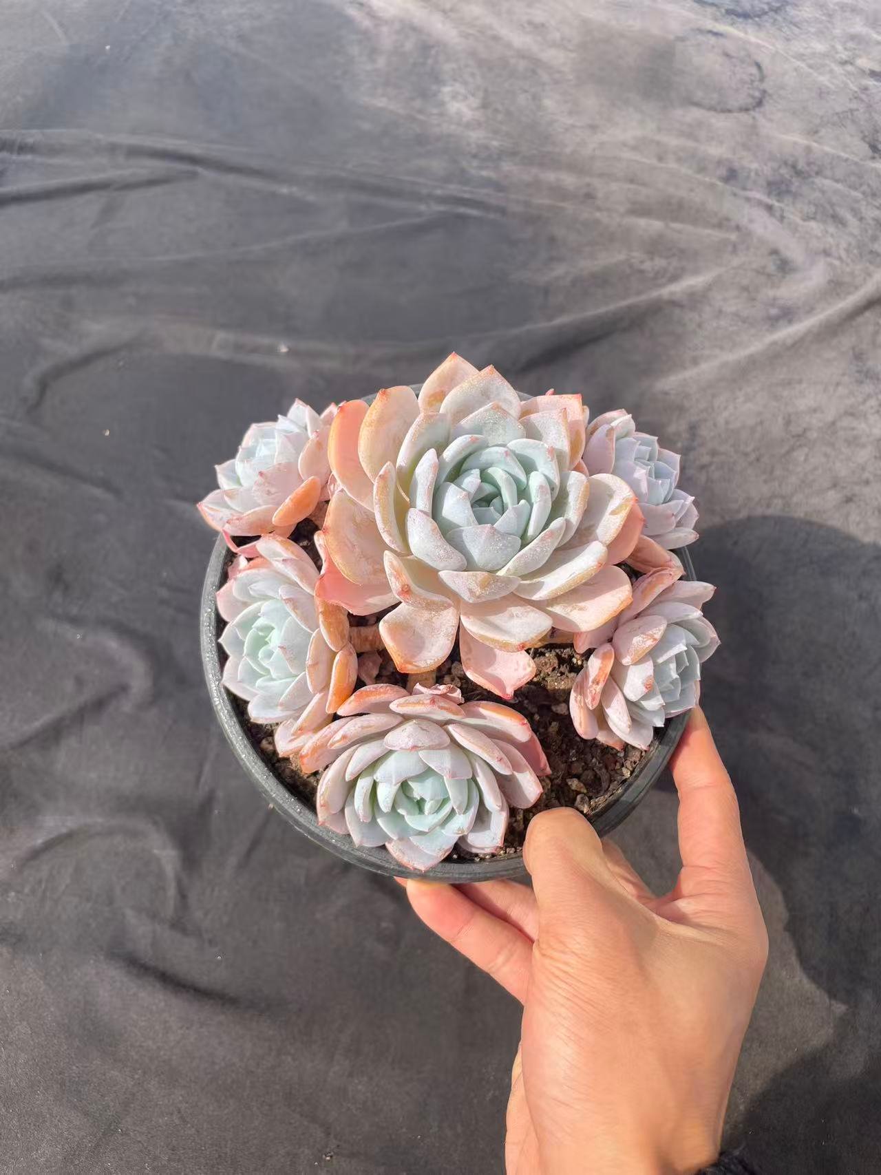 af89afd8c92b9632ab5f49776e348a97