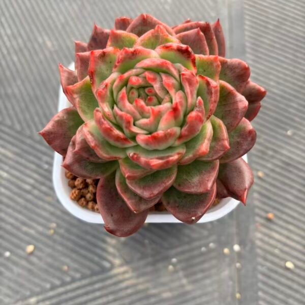 223. Echeveria agavoides