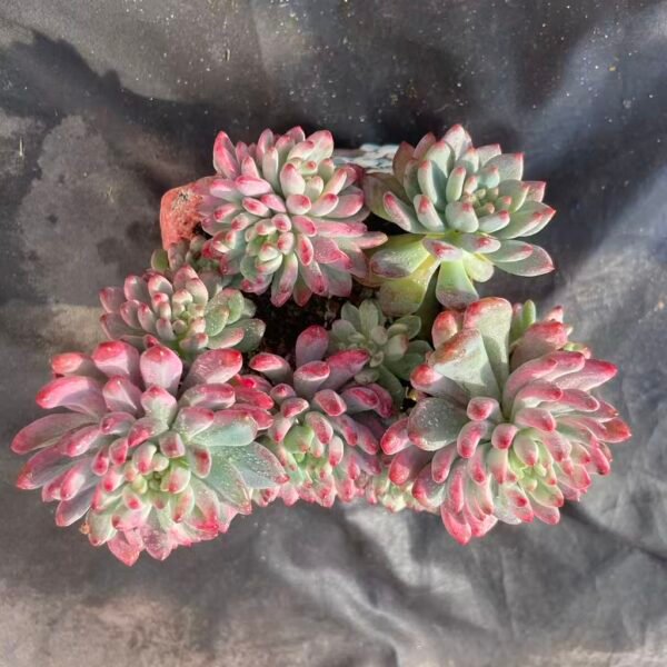 438. x Sedeveria 'Blue Elf Variegata'