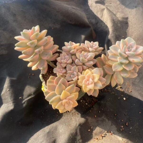 403.Echeveria 'Mei Xing Variegata'