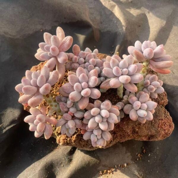 402.Echeveria 'Glutinous Ball'