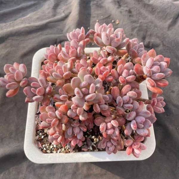373. Echeveria 'Cinderella'