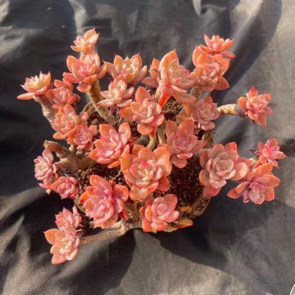 393.Echeveria 'Silk Veil'