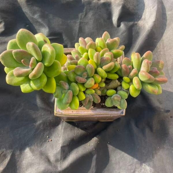 389.Echeveria 'Mango Milk'