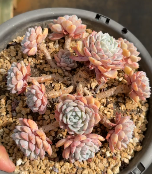 201. Echeveria 'hai tang hua'