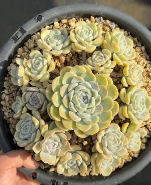 201. Echeveria 'Hanbaobao'