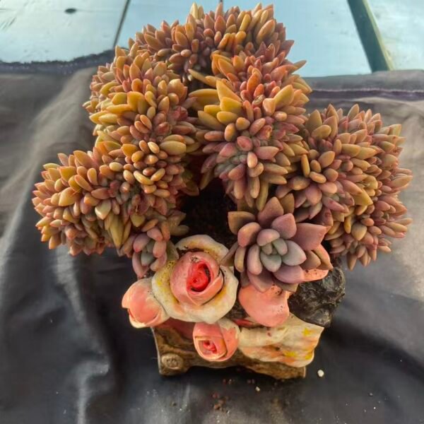 398.Echeveria 'Tao Hua Yuan Cristata'