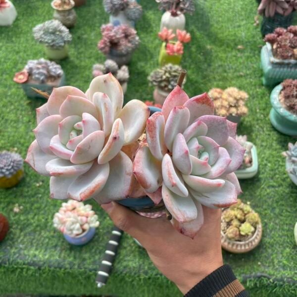 485. Echeveria Monroe SP