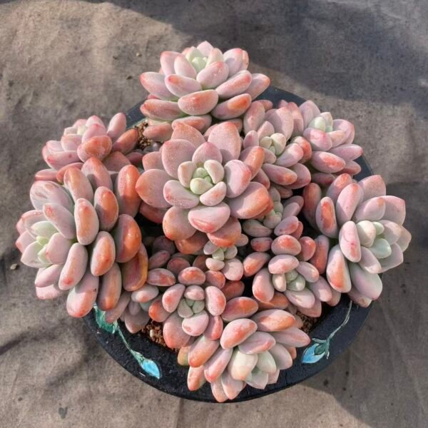 366. Graptosedum 'Red miul'