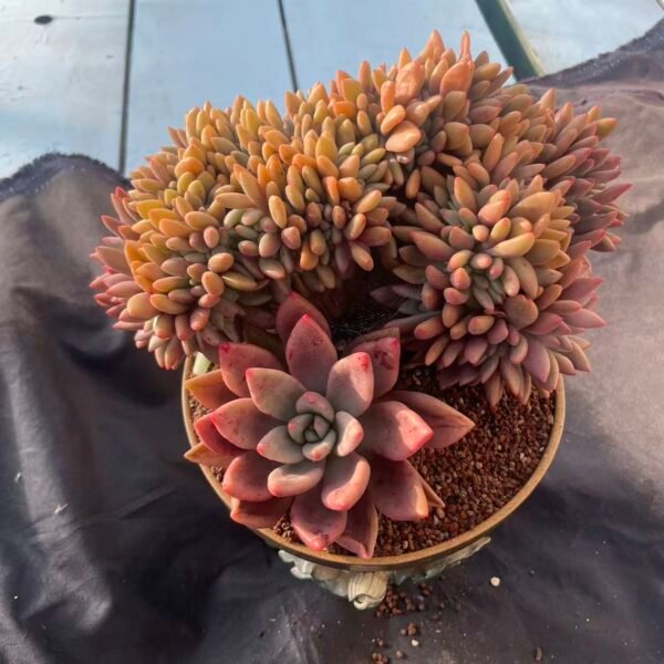 399.Echeveria 'Tao Hua Yuan Cristata'