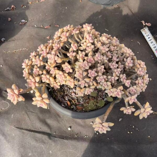 228.Graptopetalum paraguayense