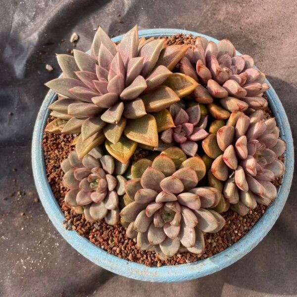 465.Echeveria 'Grape Cristata'