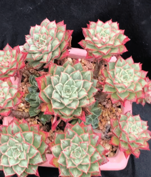 186. Echeveria 'liu xi ma'