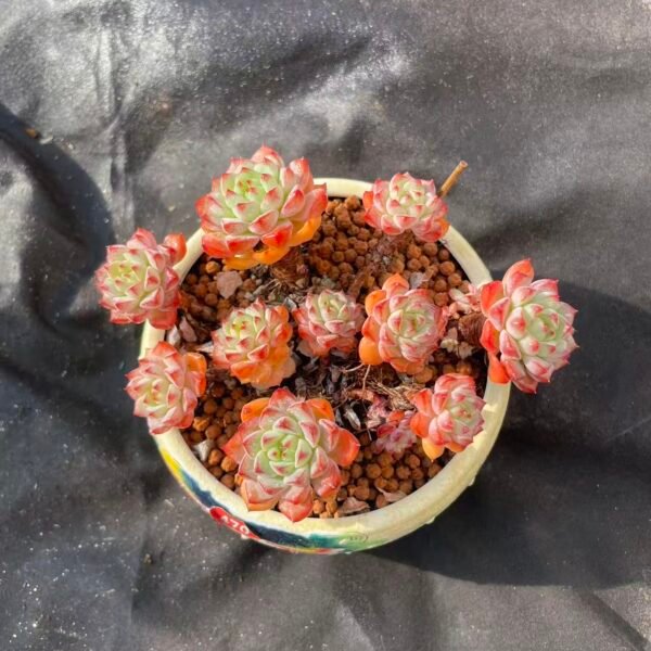 436. Echeveria panda face