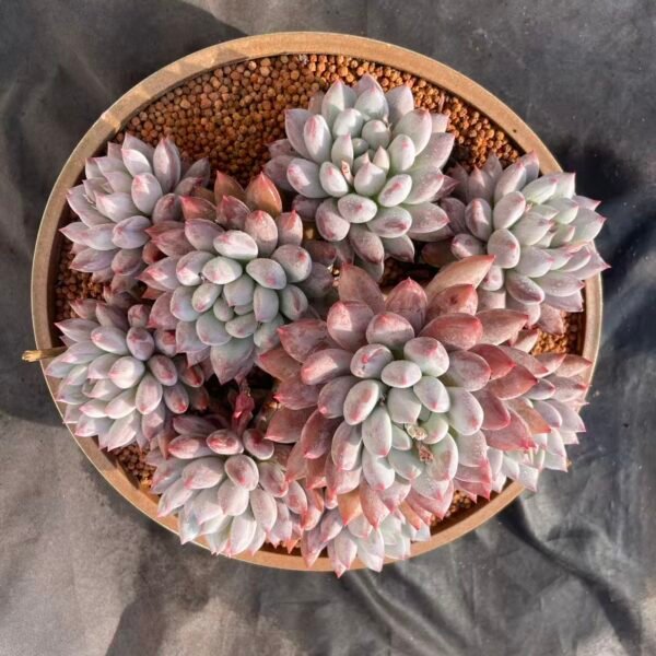 442. Pachyveria 'Angel's Finger'