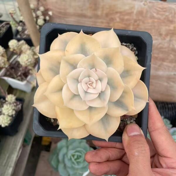 479. Echeveria Pollux variegated