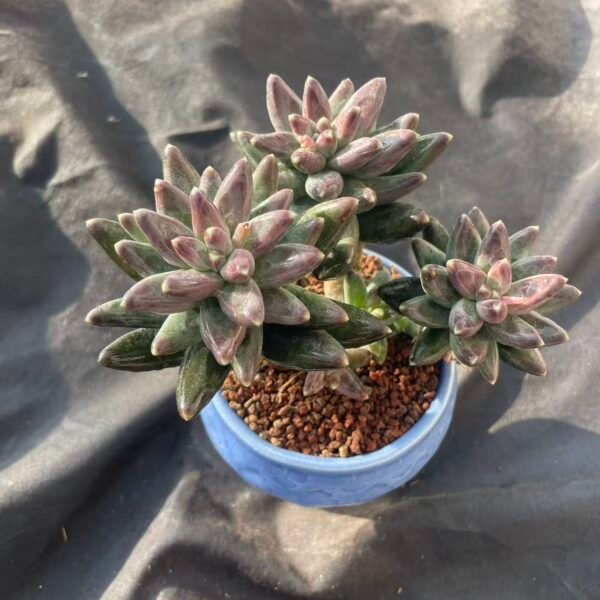 386.Pachyphytum 'Chiseled Stones'