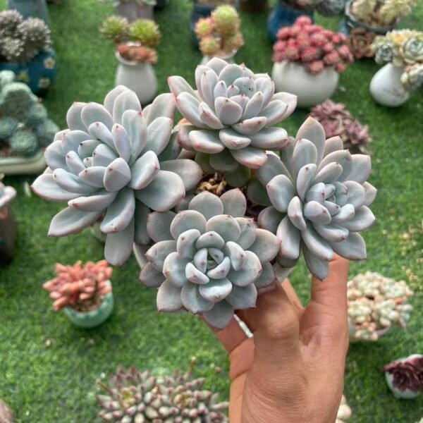 487. Echeveria 'Endless Snow'