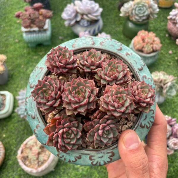 492. Echeveria 'Love Fire'