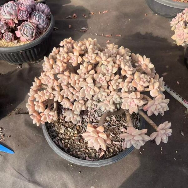 227. Graptopetalum paraguayense