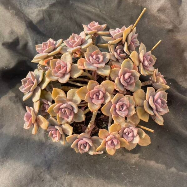 422. Echeveria 'Rainbow Candy'