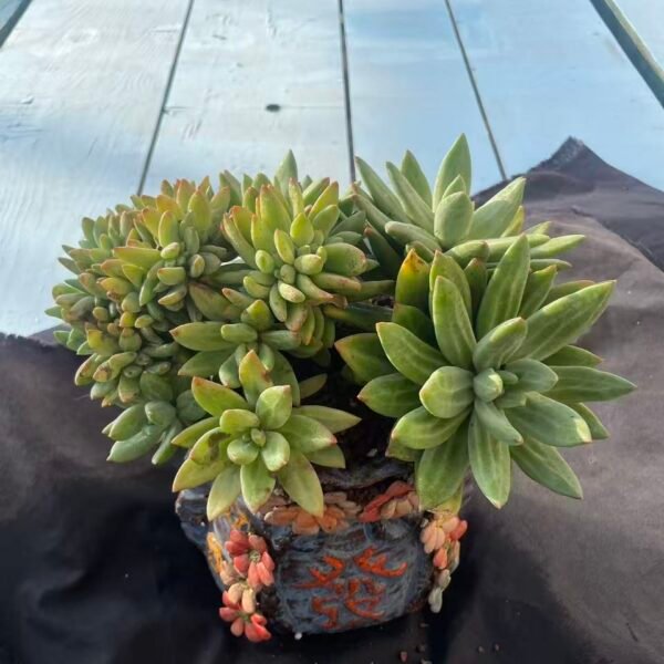 405.Echeveria 'Haiyang Zhige Cristata'