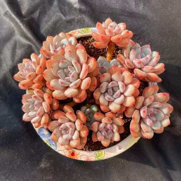 434. Echeveria 'Raccoon'