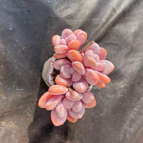 474. Echeveria 'Pink Bunny'