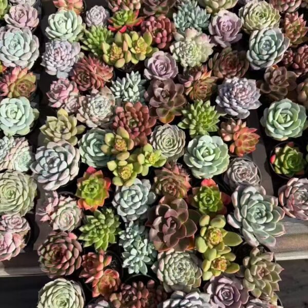 133. Mixed Succulent Plants