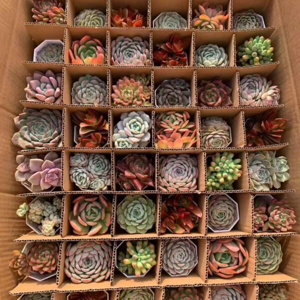 138. Mixed Succulent Plants