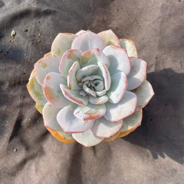 470. Echeveria 'Milk Tea'