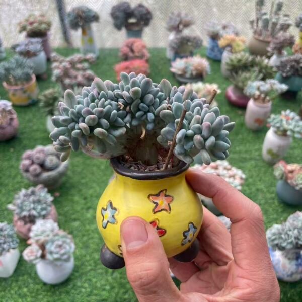 490. Pachyveria clavifolia f. cristata