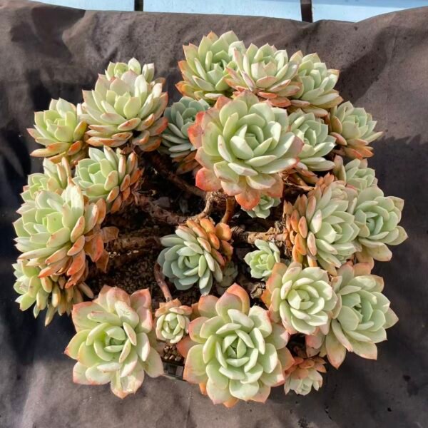 469. Echeveria 'Love Song'