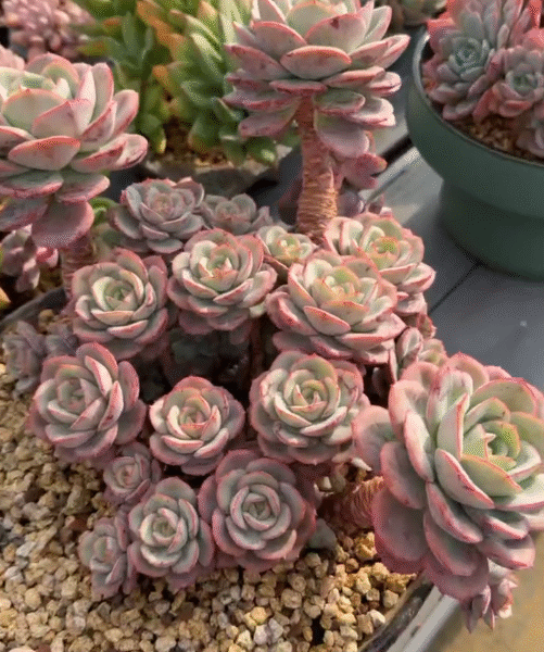 198. Echeveria 'Pantaoxianzi'