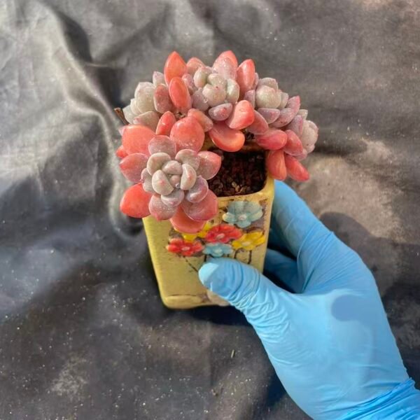 439. Echeveria 'Bai Lu'