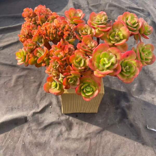 369.Echeveria Multicalulis 'Ginmei Tennyo'