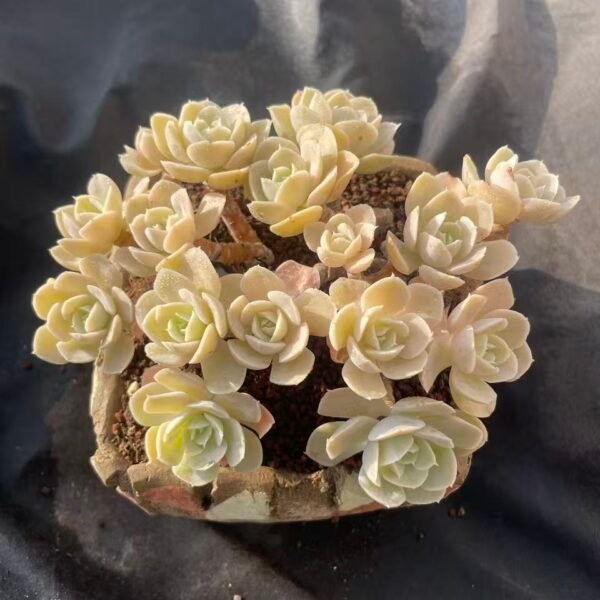 394.Echeveria 'Anna Rose'