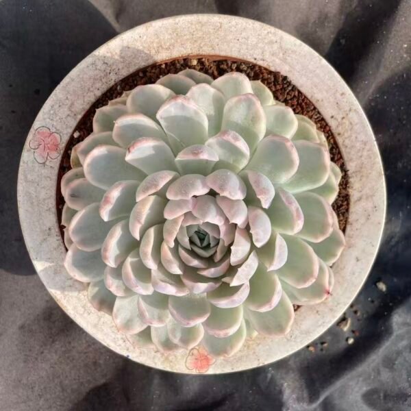 468.Echeveria 'Snowball Variegata'