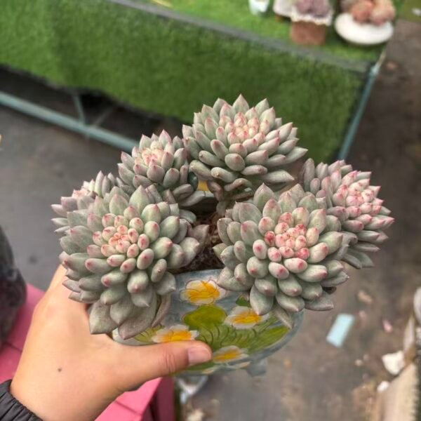 226. Echeveria （yanzi）