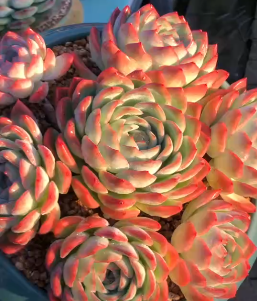 168.  Echeveria 'Water Lily'